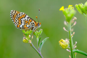 Macro shots, Beautiful nature scene. Closeup beautiful butterfly sitting on the flower in a summer garden.

