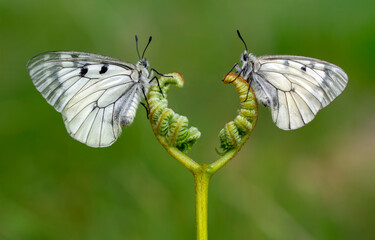 Macro shots, Beautiful nature scene. Closeup beautiful butterfly sitting on the flower in a summer garden.

