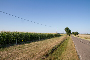 Fototapeta na wymiar Road among fields in the summer