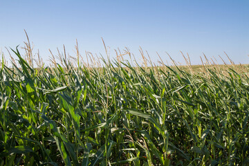 Corn growing in a field - field reaching the horizon
