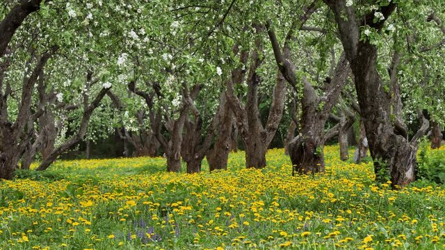Old apple orchard blooming in springtime. Yellow dandelions between tree trunks as background.