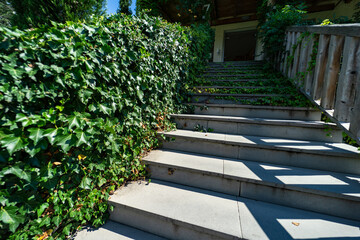 Oldstyled stairs covered with evergreen ivy plant
