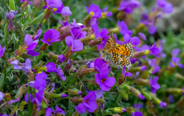 Macro shots, Beautiful nature scene. Closeup beautiful butterfly sitting on the flower in a summer garden.

