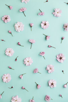 Cherry blossom on a turquoise background