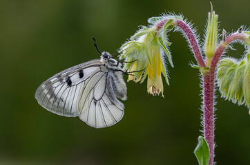 Macro shots, Beautiful nature scene. Closeup beautiful butterfly sitting on the flower in a summer garden.

