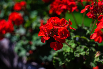 red flowers of Geranium plant