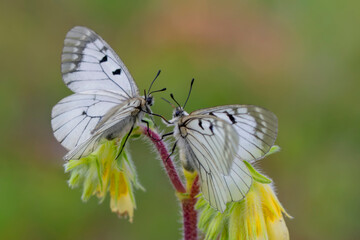 Macro shots, Beautiful nature scene. Closeup beautiful butterfly sitting on the flower in a summer garden.

