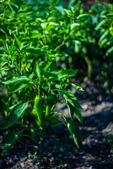Farm field with green hot chilli pepper