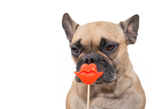 French Bulldog dog with red kiss lips photo prop in front of white background