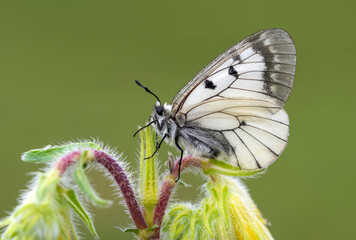 Macro shots, Beautiful nature scene. Closeup beautiful butterfly sitting on the flower in a summer garden.

