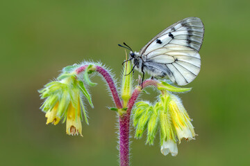 Macro shots, Beautiful nature scene. Closeup beautiful butterfly sitting on the flower in a summer garden.

