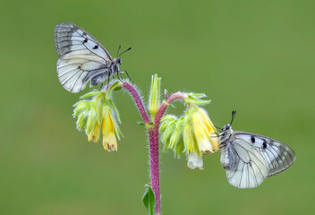Macro shots, Beautiful nature scene. Closeup beautiful butterfly sitting on the flower in a summer garden.

