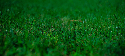 Naklejka premium Green grass as a natural background