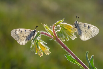 Macro shots, Beautiful nature scene. Closeup beautiful butterfly sitting on the flower in a summer garden.

