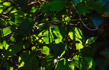 Fototapeta premium Green Leaf in Light and Shade Macro