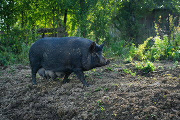 Big black sow pig on the ranch