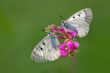 Macro shots, Beautiful nature scene. Closeup beautiful butterfly sitting on the flower in a summer garden.

