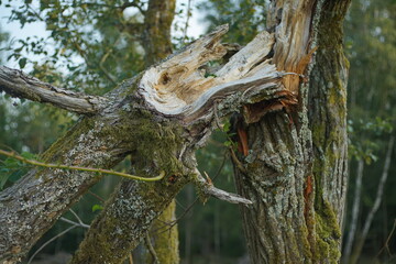 Auseinander gebrochener Stamm einer Weide, Bruchweide, Salix, Salicaceae