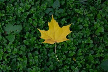 Fallen yellow maple leaf on green grass woodlouse