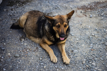 Cute homeless dog