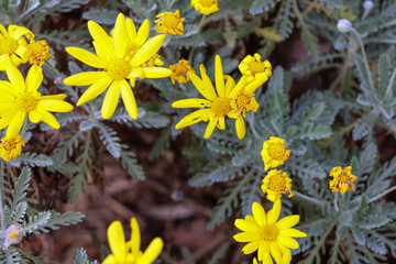 yellow flowers in the garden