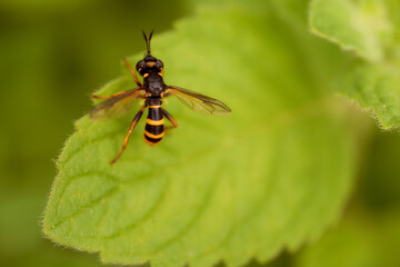 A small bee sits on a green mint leaf