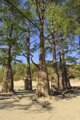 Swamp cypress trees in a dried pond