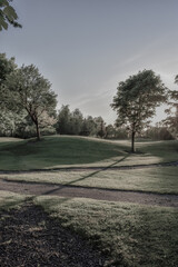 Obraz premium Green Tree at Glowing Sunset