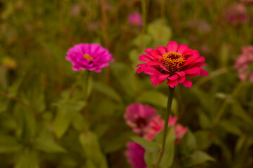 Fototapeta premium The zinc is an annual herbaceous plant, a species of the genus Cinnia of the Astra family. The zinnia is elegant, along with the petunia hybrid