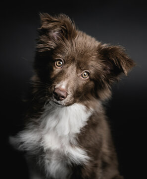 Little border collie puppy portrait