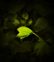 Green Leaves in Light and Shade