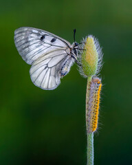 Macro shots, Beautiful nature scene. Closeup beautiful butterfly sitting on the flower in a summer garden.

