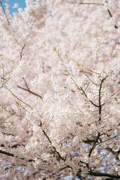 Cherry Blossoms in the spring