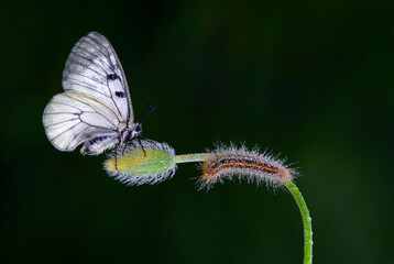 Macro shots, Beautiful nature scene. Closeup beautiful butterfly sitting on the flower in a summer garden.

