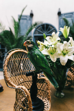 Padded Green Parrot Trophy