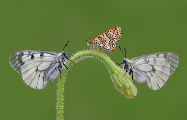 Macro shots, Beautiful nature scene. Closeup beautiful butterfly sitting on the flower in a summer garden.

