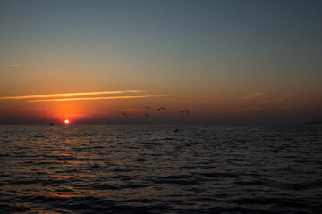seagulls over the sea sunset. Sochi Krasnodar territory