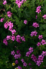 Pink Pansies in Bloom
