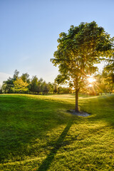 Green Tree at Glowing Sunset