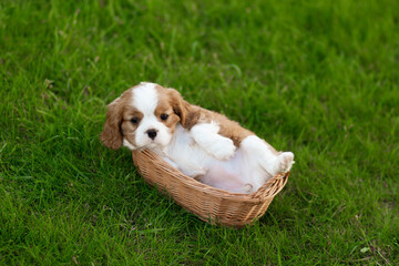 cavalier king charles spaniel puppies