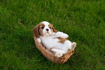 cavalier king charles spaniel puppies