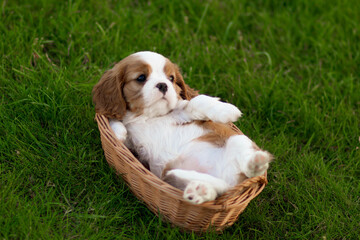 cavalier king charles spaniel puppies