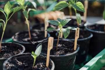 Little bell pepper seedling