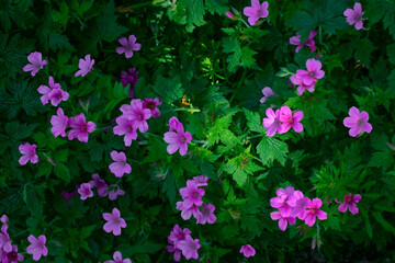 Pink Pansies in Bloom