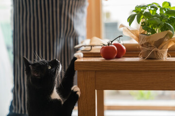 Domestic Cat Begging Food