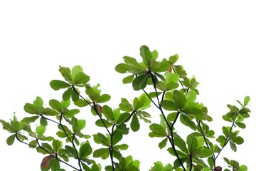 Tropical Indian almond leaves with branches on white isolated for green foliage backdrop 