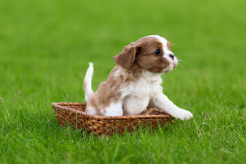 cavalier king charles spaniel puppies