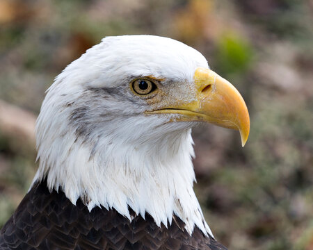 Bald Eagle Bird photo. Close-up profile view looking to the right side with a blur background displaying white head and brown plumage feathers in its environment and habitat. Image. Portrait. Picture.