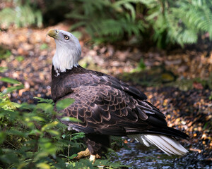 Bald Eagle stock photo.  Close-up profile view by the water with foliage background displaying its white head, talons, brown plumage, looking towards the sky in its environment and habitat.