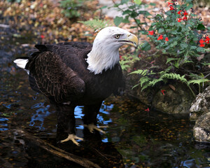 Bald Eagle stock photo. Close-up profile view in the water with red wildflowers foreground, displaying beak, talons, plumage, white tail, in its habitat and environment.Image. Portrait. Picture.